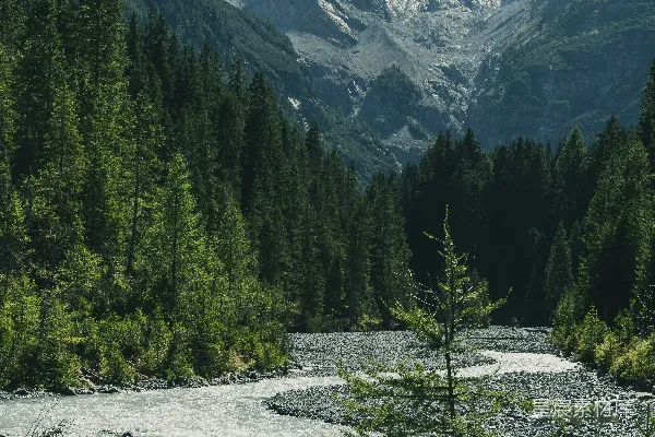 高清摄影 一条蜿蜒的河流穿过森林流向雪山。