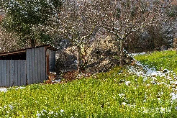 高清摄影 雪地中的绿色田野，旁边有树和棚屋