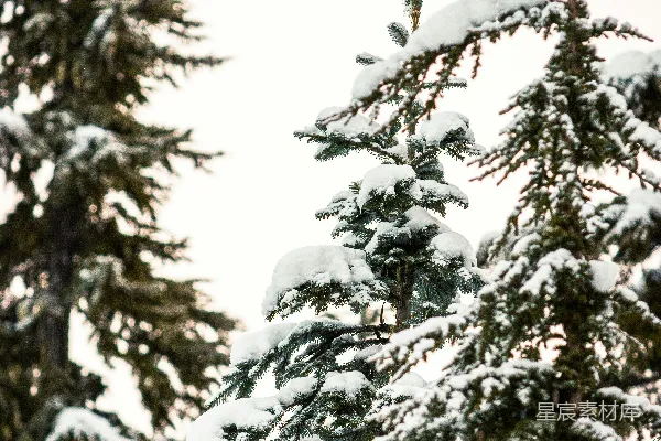 高清摄影 冬季森林中覆盖着积雪的常青树