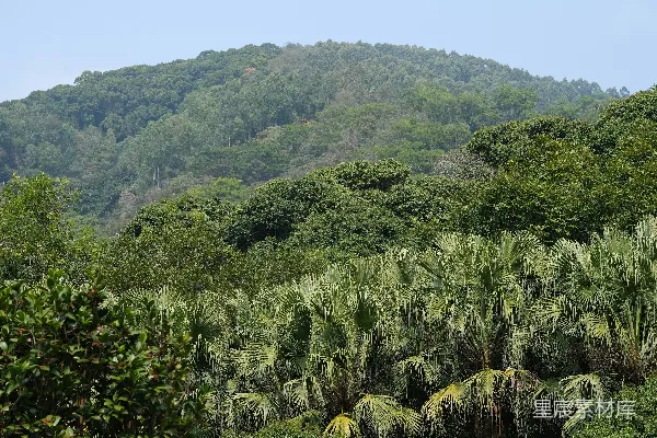 高清摄影 一群牛在郁郁葱葱的山坡上吃草。