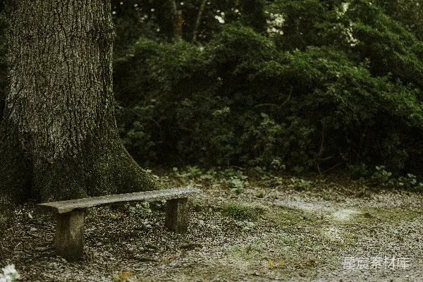 高清摄影 一个木制长凳放在一棵树旁边。