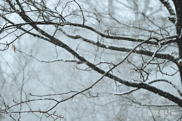 高清摄影 被雪覆盖的光秃秃的树