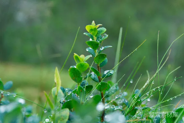 高清摄影 一株长着绿叶的植物，上面有水珠。