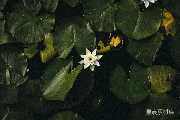 高清摄影 白花瓣花和睡莲叶的照片