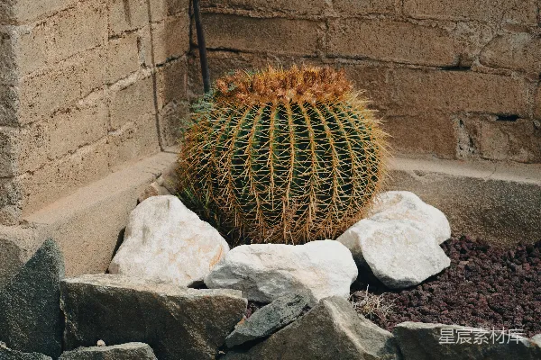 高清摄影 棕色圆形植物在灰色岩石上