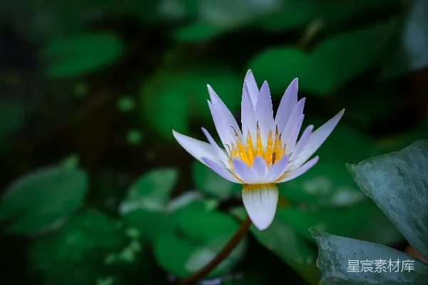 高清摄影 一池中的白黄睡莲