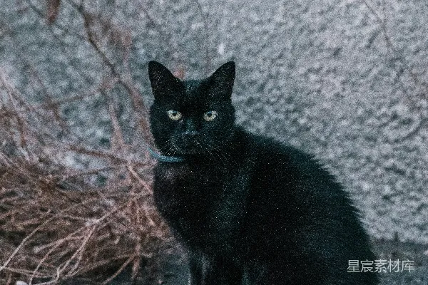 高清摄影 一只黑猫坐在地上