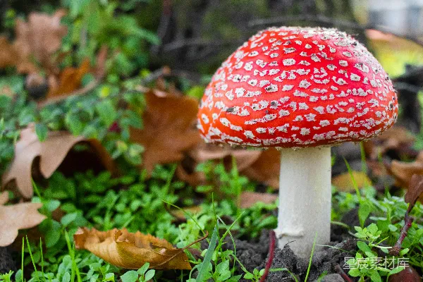 高清摄影 红白相间的蘑菇在绿草地上