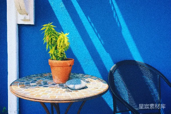 高清摄影 一张桌子上有一株植物。