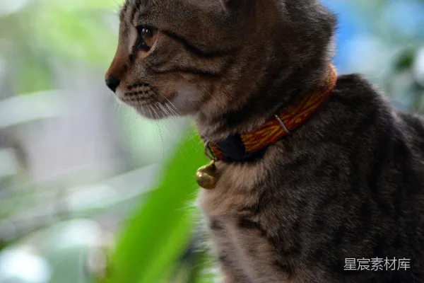 高清摄影 一只猫坐在树枝上
