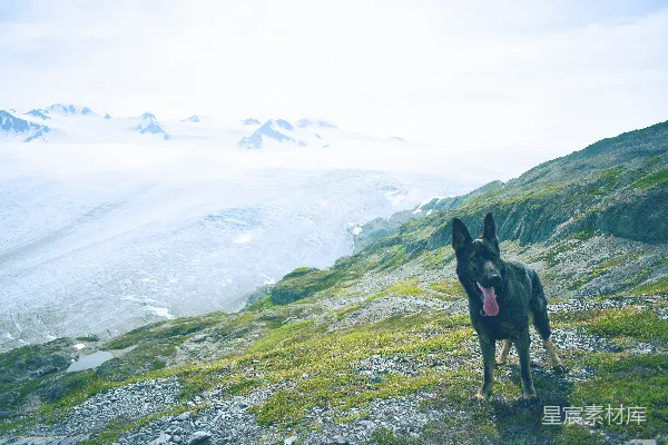 高清摄影 成年黑棕德国牧羊犬站在白天山顶上的绿色草地上。