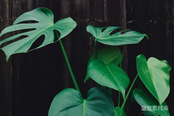高清摄影 绿色植物