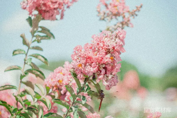 高清摄影 粉红色的花在柔和的蓝色天空中绽放。