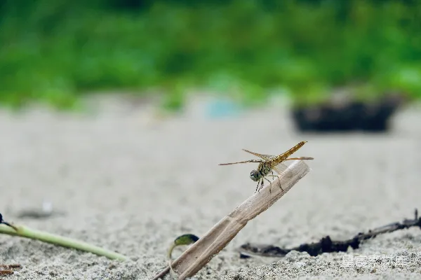 高清摄影 白天，一只棕色的蜻蜓停在一根棕色的棍子上。