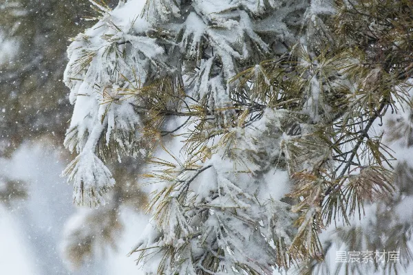 高清摄影 一棵被雪覆盖的松树旁边还有一棵树。