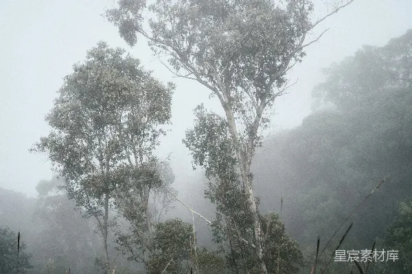 高清摄影 白天棕色草地上的绿树