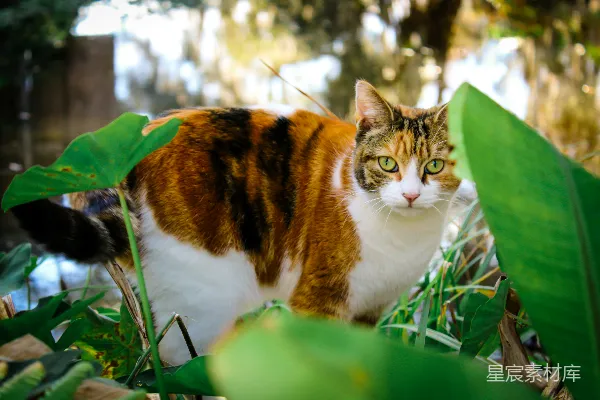 高清摄影 一只站在草地上的猫