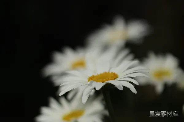 高清摄影 一束白色的雏菊插在花瓶里