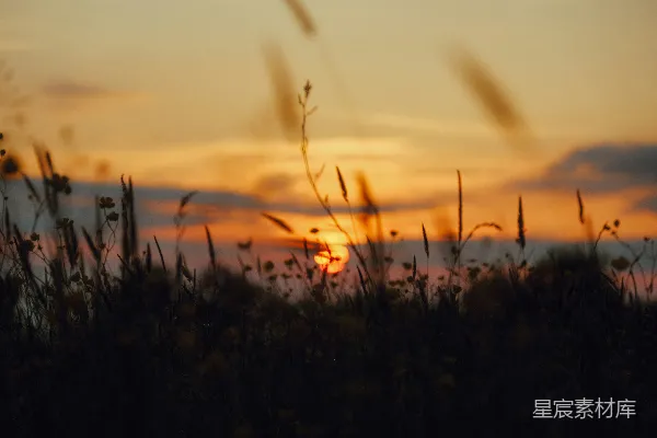 高清摄影 夕阳西下，落日的余晖洒在一片高高的草地上。