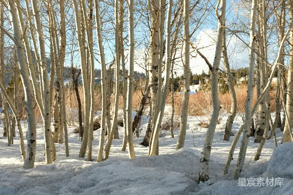 高清摄影 白天雪地上光秃秃的棕色树木