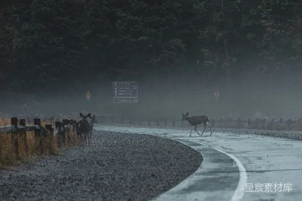 高清摄影 一群动物正沿着森林旁边的道路行走。