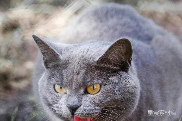 高清摄影 一只张嘴坐着草地上的灰猫
