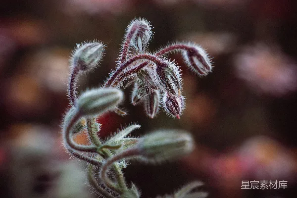 高清摄影 绿色和白色的植物在特写摄影中