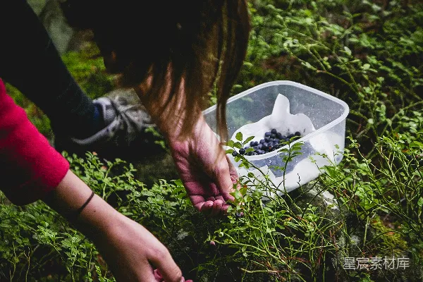 高清摄影 女人白天采摘水果