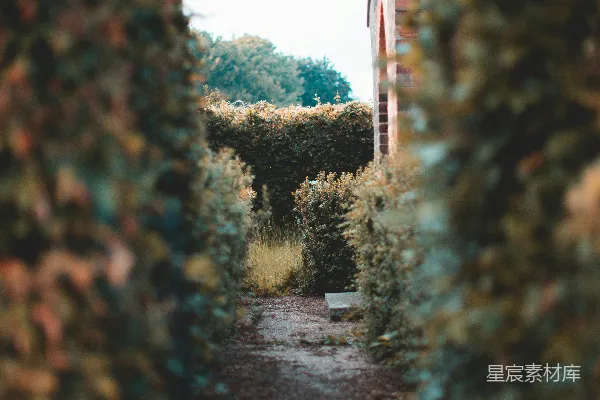 高清摄影 白天绿树间的灰色小径