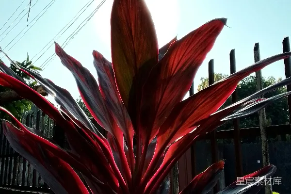高清摄影 一株红叶植物在栅栏前面。