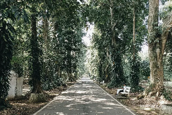 高清摄影 一条两旁有树的道路