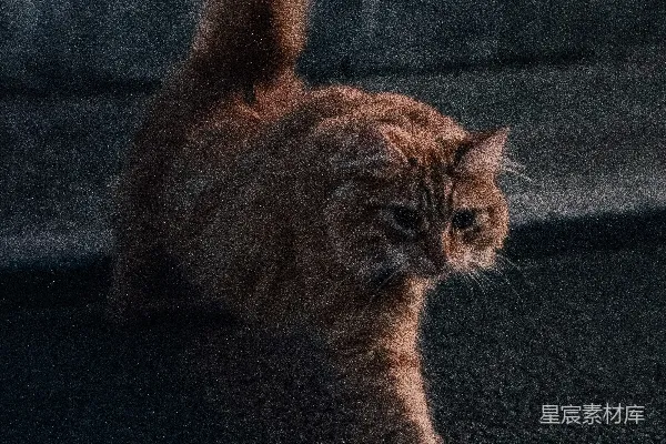 高清摄影 一只躺在地上并看着镜头的猫