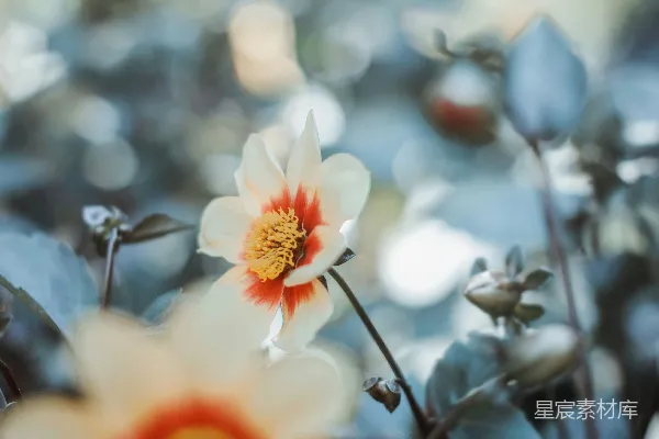 高清摄影 景深照片中的白花和红花