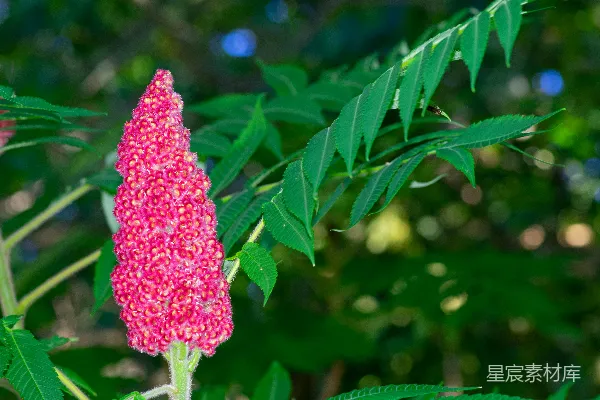 高清摄影 一株植物上的一朵粉红色的花
