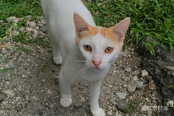 高清摄影 一只白橙相间的猫站在砾石路上