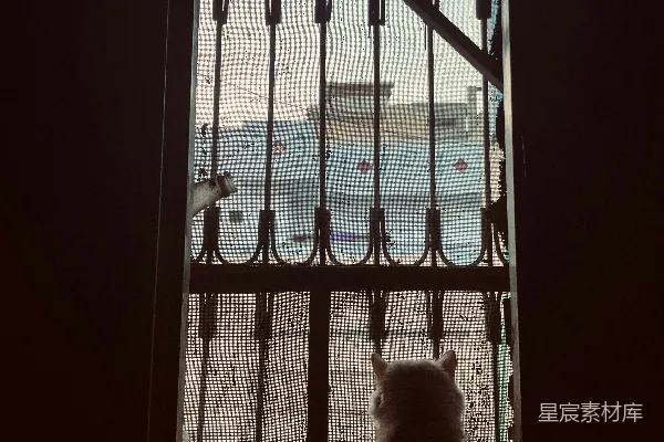 高清摄影 一只蓬松的猫咪在窗户的轮廓前坐着。