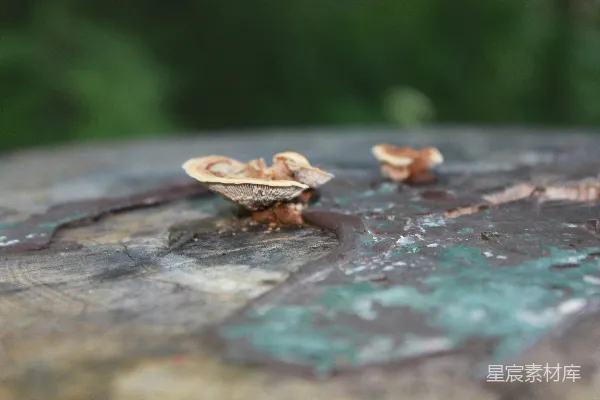 高清摄影 一群蜗牛在一根原木上