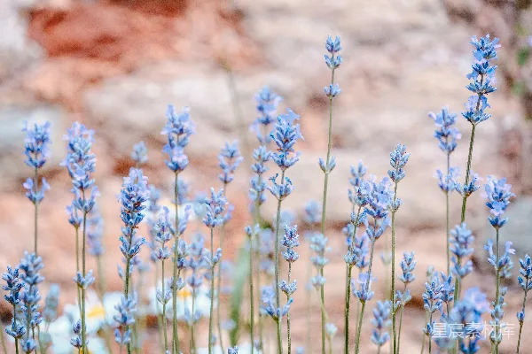 高清摄影 一簇在草地上盛开的蓝花。