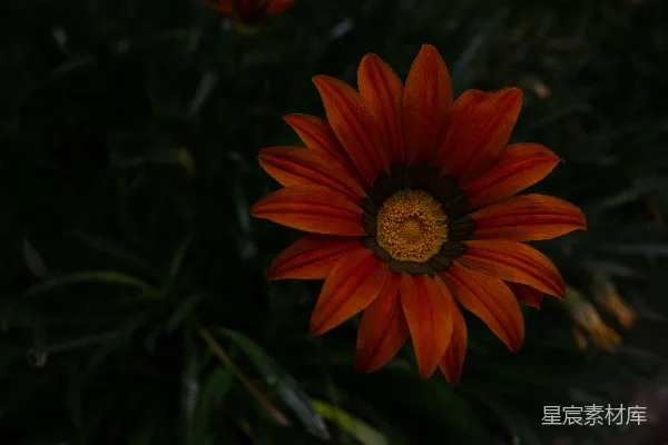 高清摄影 红色花瓣的花