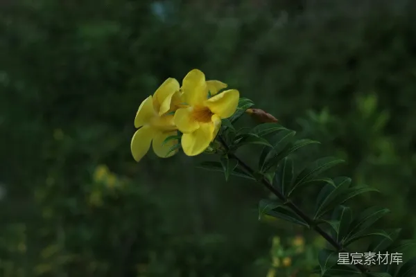 高清摄影 一棵树枝上开着一朵黄色的花。