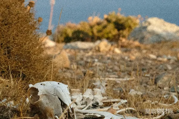 高清摄影 地上躺着的一只死动物