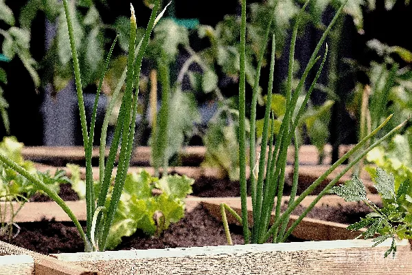 高清摄影 绿色植物在棕色木制花盆中