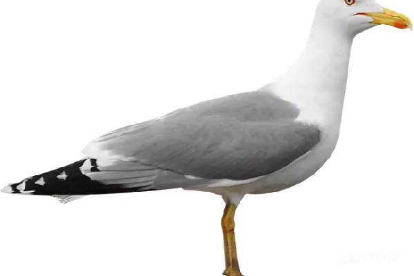 元素素材 金鹰