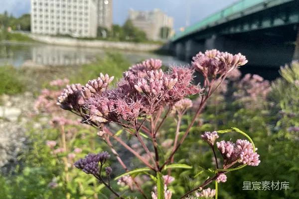 高清摄影 一朵花的特写