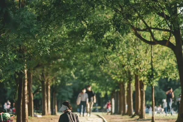 高清摄影 一个男人和一个孩子正沿着小路行走。