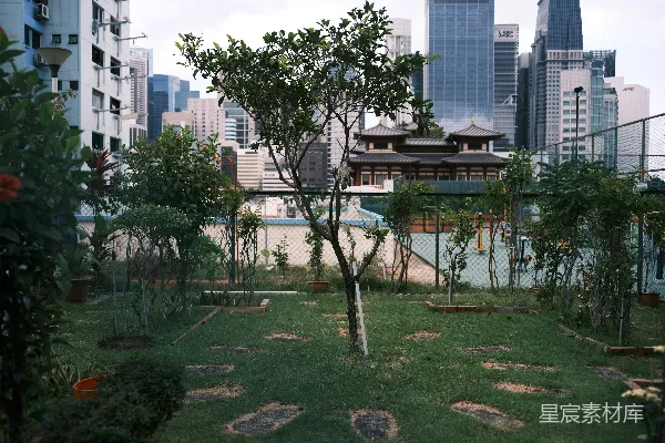 高清摄影 白天高楼大厦旁的绿树