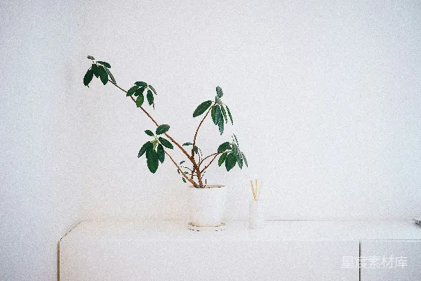 高清摄影 白色木桌上的盆栽绿叶植物