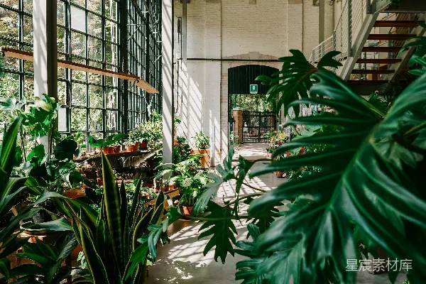 高清摄影 建筑物内的绿色盆栽植物