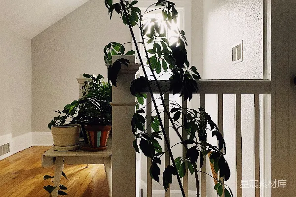 高清摄影 一个摆有盆栽植物的房间