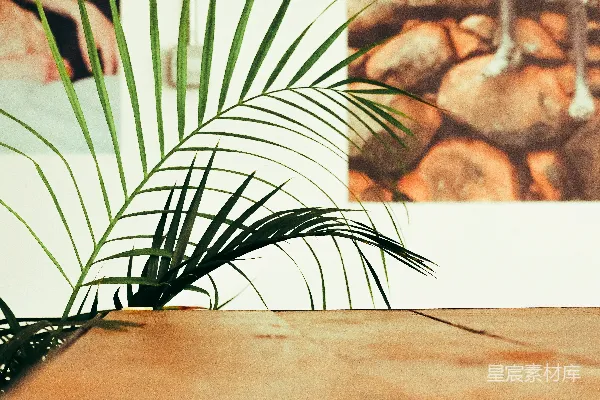 高清摄影 一盆植物放在桌子前面的一幅画前面。